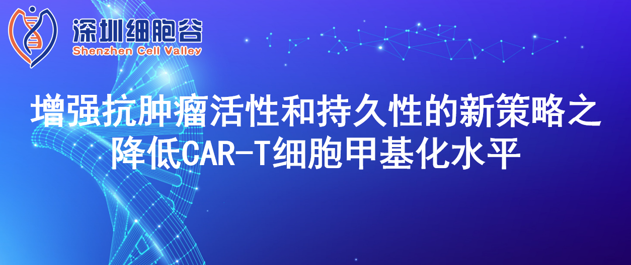 增強抗腫瘤活性和持久性的新策略之降低CAR-T細胞甲基化水平