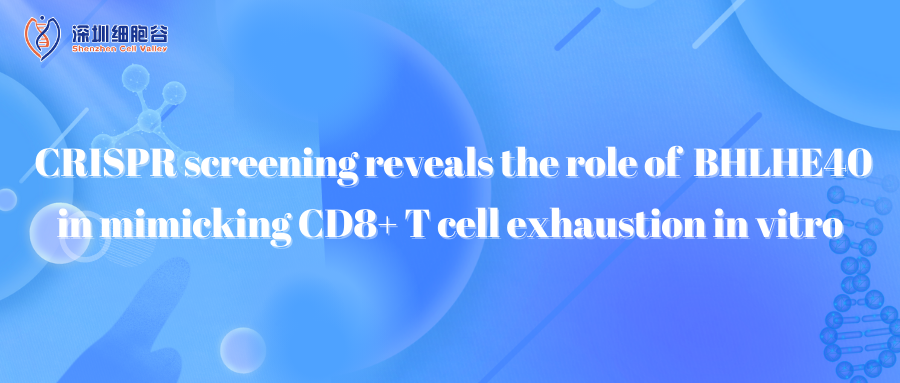 CRISPR screening reveals the role of BHLHE40 in mimicking CD8+ T cell exhaustion in vitro