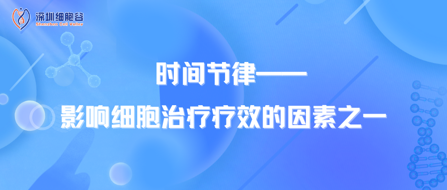 時(shí)間節(jié)律——影響細(xì)胞治療療效的因素之一